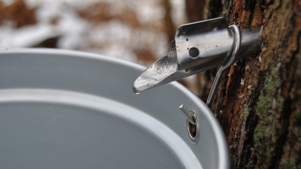 A beautiful, close-up photograph of a sugar maple tree that has been tapped for syrup.